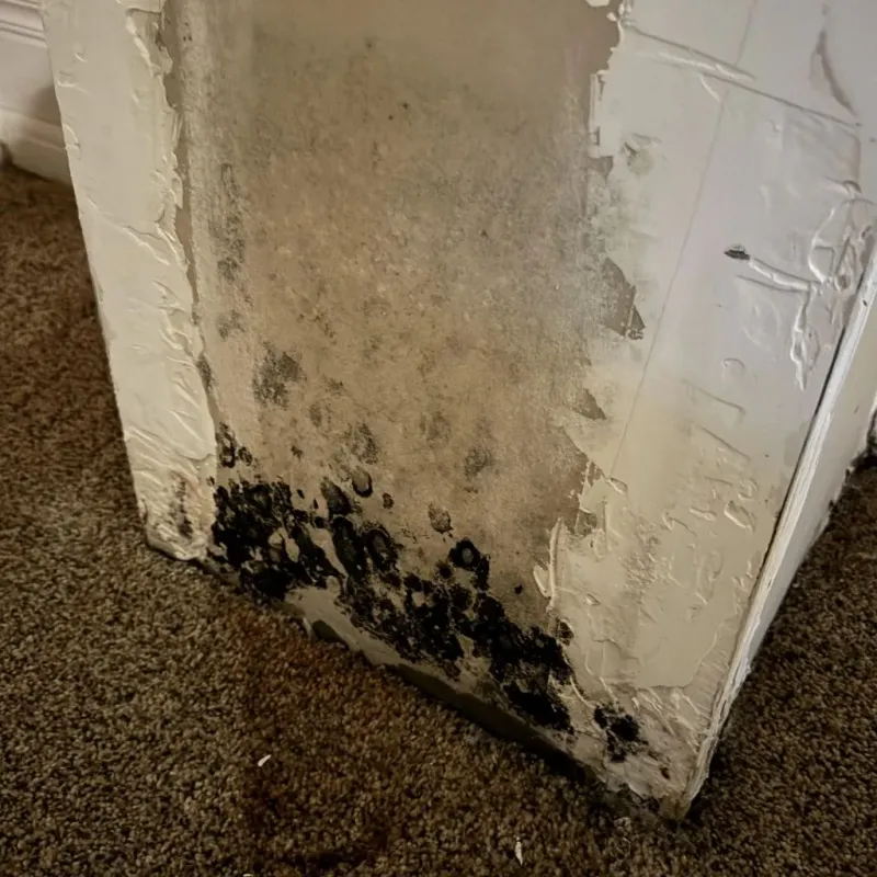 Professional Mold Removal in Saint Peters, MO